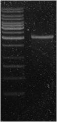 full sequence PLZF(2022bp) PCR