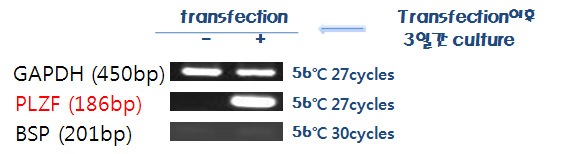 Transfection 후, PCR