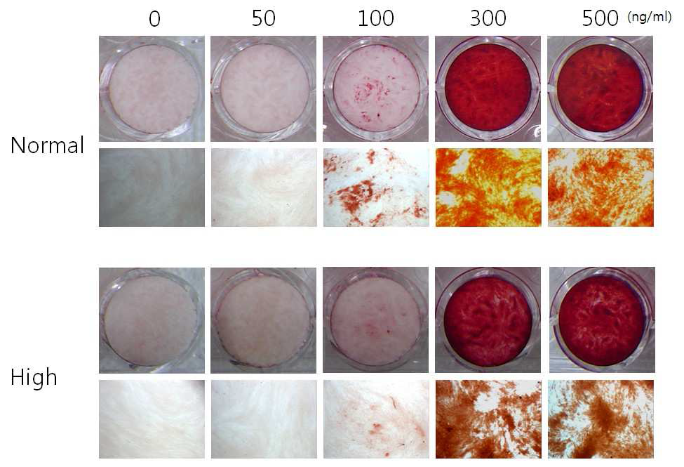 치주인대세포의 다른 배양환경에서 rhBMP-2의 농도에 따른 광물화 결절 형성능
