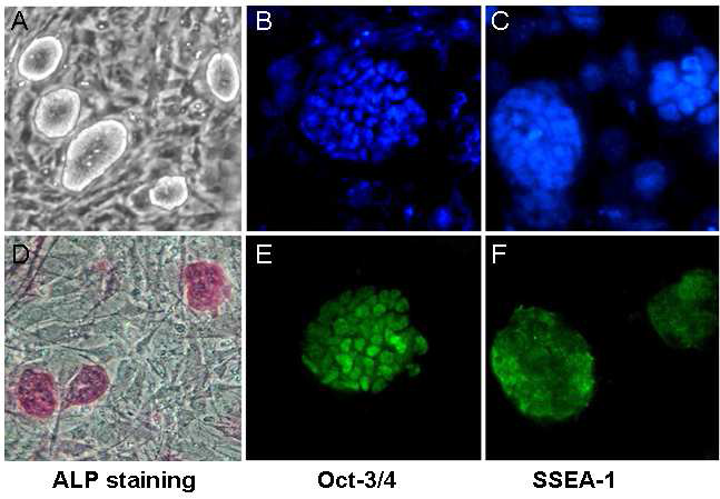 CJ42-1의 세포 형태. (A) colony를 형성하며 묘지처럼 둥글게 솟아오른 줄 기세포 특이적 형태를 보임. (D) colony를 형성한 CJ42-1 세포에서 특이적으로 Alkaline phosphatase activity를 보임. (E, F) CJ42-1에서만 특이적으로 다분화 표 지인자인 Oct-3/4, SSEA-1이 발현함은 Immunofluorescence로 확인.(B, C) 는 (E, F)에 대한 DAPI 염색결과.
