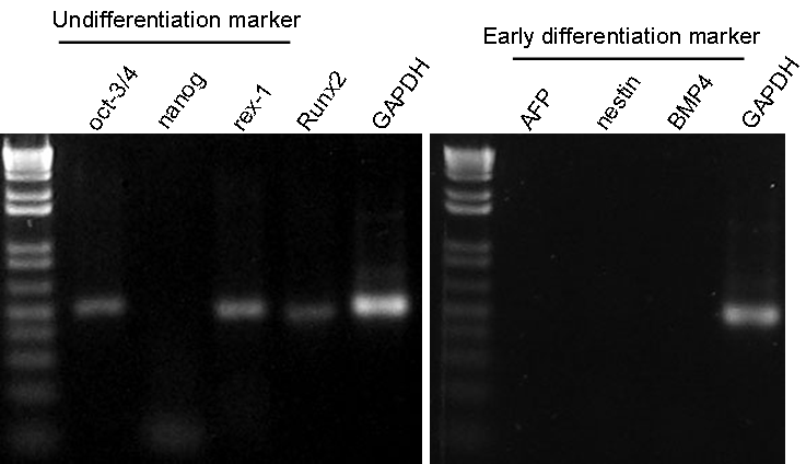 Undifferenciation marker의 발현확인. Undifferenciation marker(oct-3/4, nanog, rex1)는 발현되고, early differentiation marker(AFP, nestin, BMP4)는 발현 되지 않음. 또한 배아세포에서도 Runx2가 발현됨을 확인.