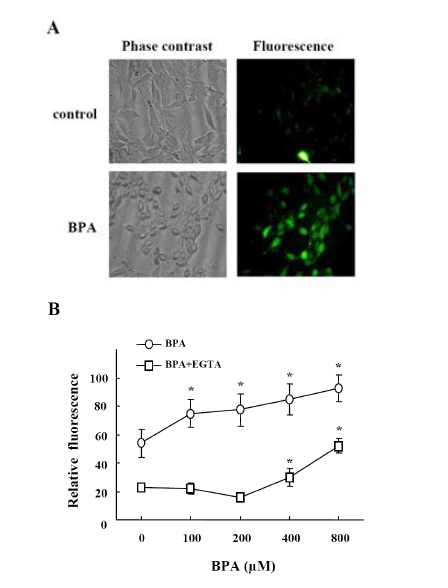Effects of BPA on intracellular calcium.