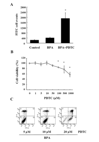 Effects of PDTC on BPA-induced apoptosis.