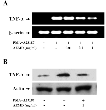 Effect of AEMD on TMNF-a expression : 쥐깨풀이 TNF-a의 mRNA와 단백질 발현을 억제함