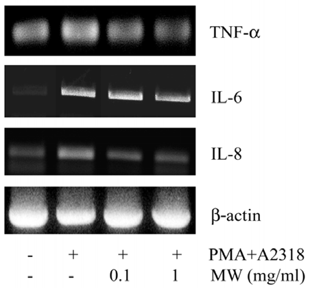 Effect of Motherwort on expression of proinflammatory cytokines : Motherwort가 TNF-a, IL-6, IL-8의 발현을 농도 의존적으로 억제함