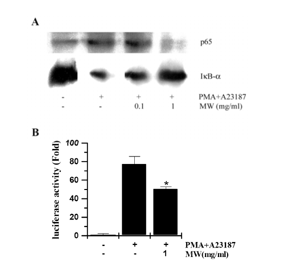 Effect of Motherwort on activation of NF-κB in HMC-1 cells : 염증유 발성 사이토카인의 발현을 조절하는 핵전사인자인 NF-κB가 Motherwort에 의해 억제됨