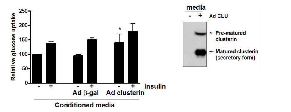 분비된 clusterin이 glucose uptake에 미치는 영향 *P < 0.05 versus the basal glucose uptake level of control cells and b-gal adenovirus treated cells