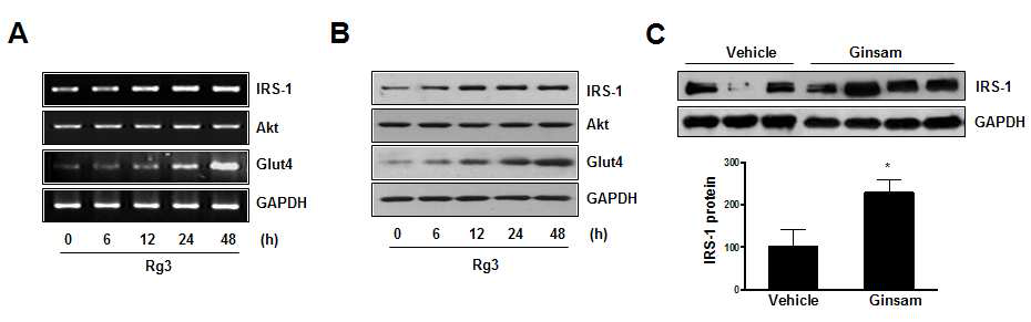 Rg3가 골격근의 IRS1 및 GLUT4 발현에 미치는 영향