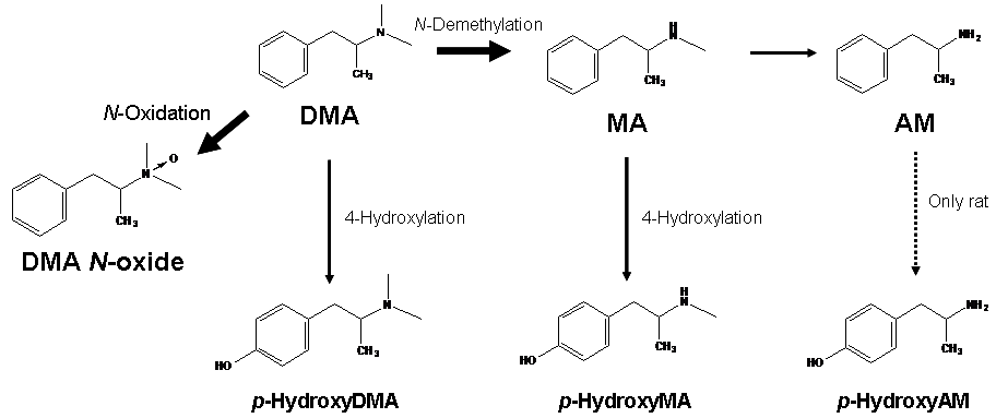 Metabolite of dimethylamphetamine in urine after oral administration to rat and human