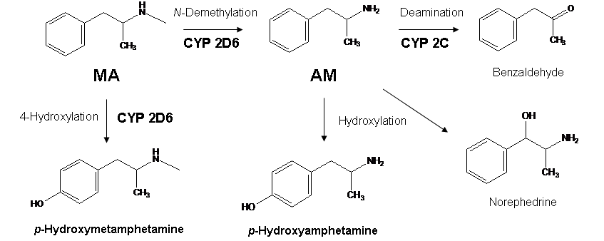 The metabolism of metamphetamine and amphetamine in human urine