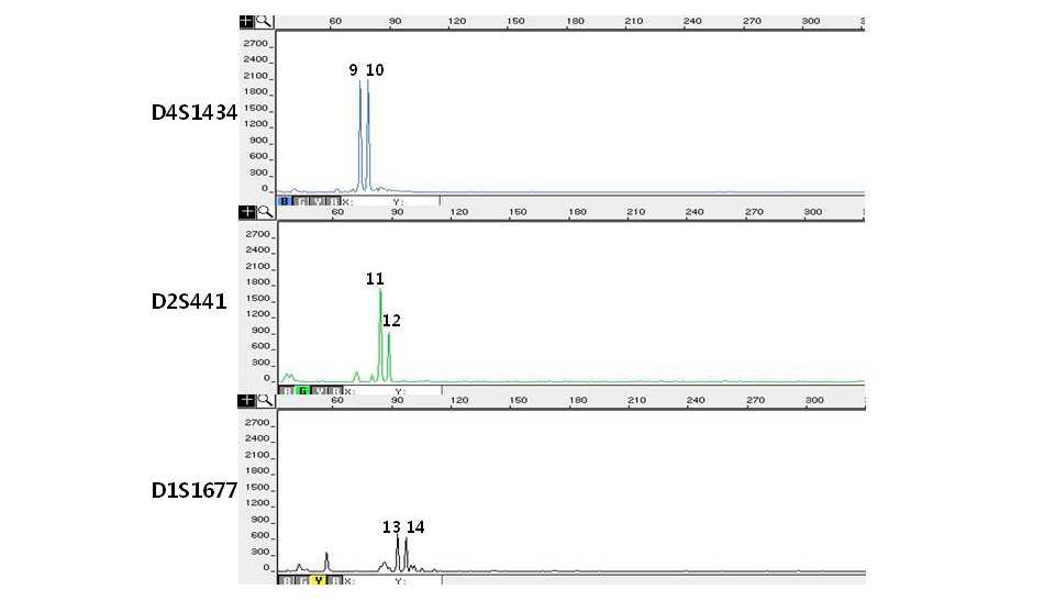 Electropherograms of miniSTR multiplex systeem I