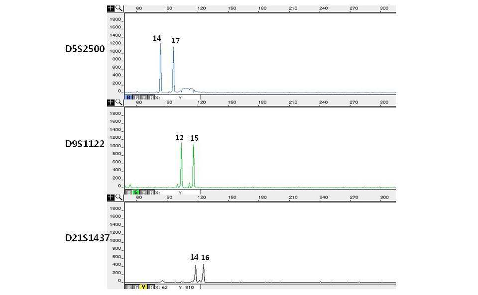 Electropherograms of miniSTR multiplex system VI