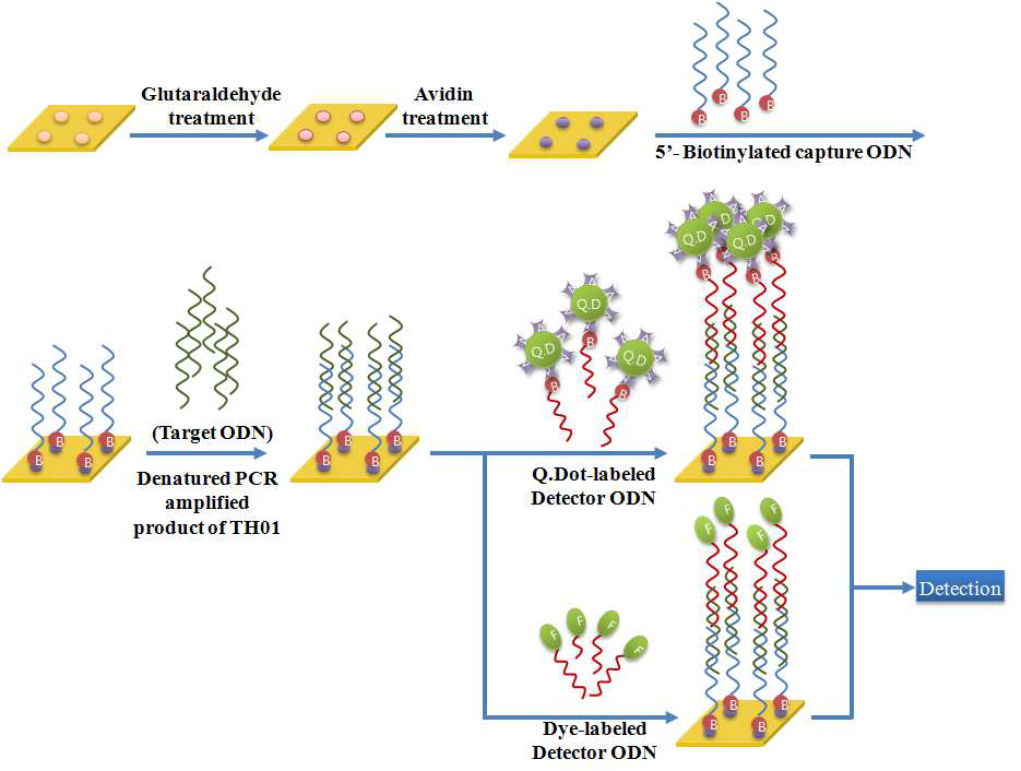 Fluorescein-Labeled detector DNA를 이용하여 hybridization 과정