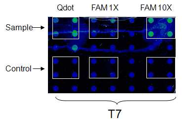 Quantum dot을 이용한 detector oligonucleotide를 이용한 결과