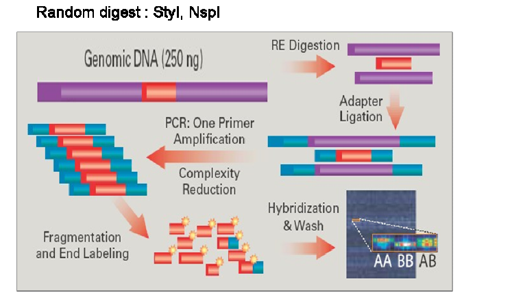 GeneChip® Mapping Assay Overview