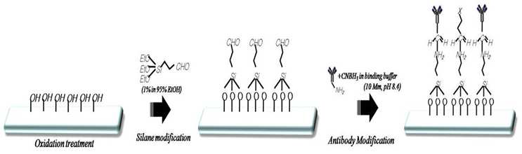 표면 개질을 통한 고정화 모식도