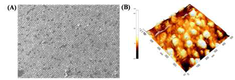 제작된 나노 닷 어레이 표면 분석 결과 (A) SEM image, (B) STM image