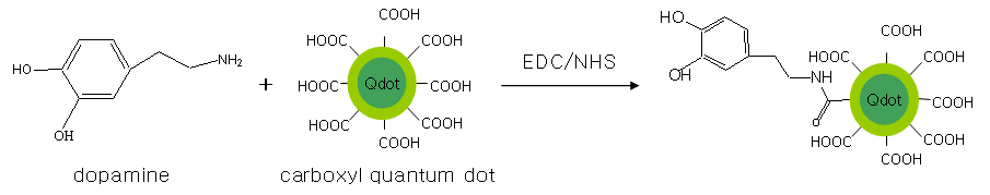 Quantum dots과 dopamine의 결합 도식