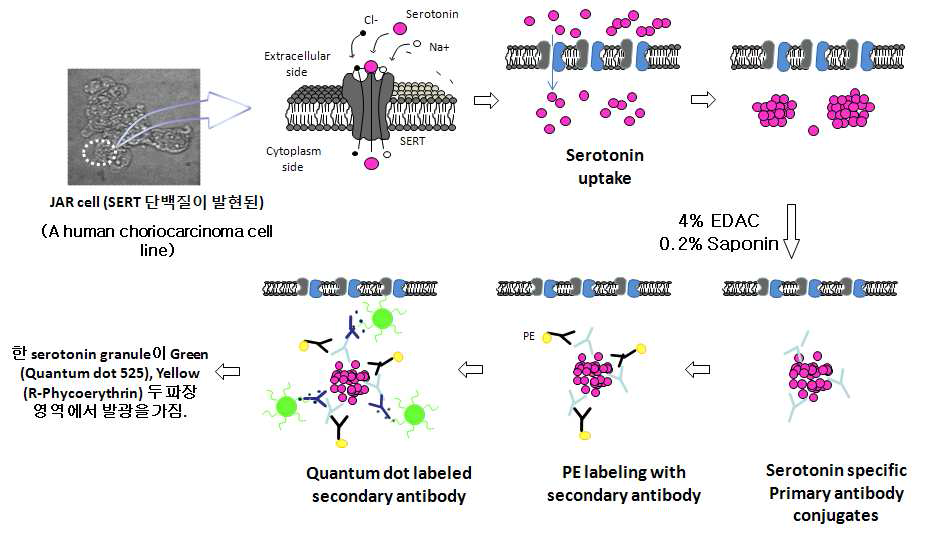 Serotonin uptake & Immunolabeling 과정