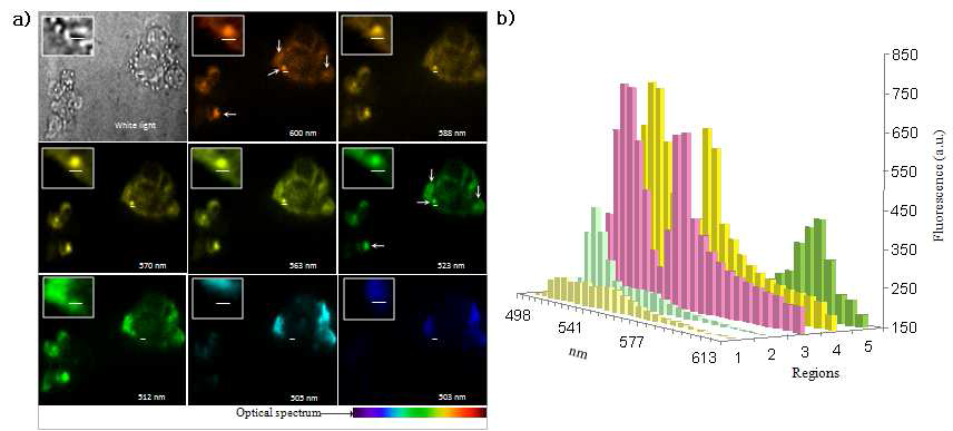 Quantum Dot을 이용한 Seretonin측정 (a) Human choriocarcinoma cells (JAR)에서의 Neurontransmitter serotonin uptake의 real-time 세포 이미징, (b) 이미지에 따른 intensity를 스펙트럼