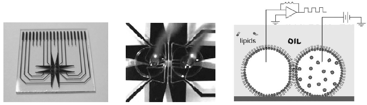 Platform for on-chip electrophysiology: planar microelectrodes (left), dielectrophoretic control of droplet position (middle), and schematic representation of interdroplet suspended lipid bilayer and nanoparticles (right)