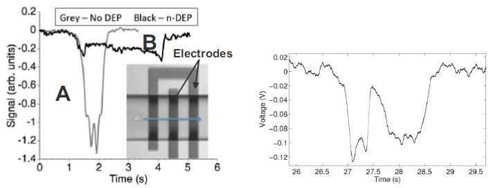 LEFT - Capacitance signatures due to a flowing CHO cell (A), and a DEP-influenced CHO cell (B). Inset- . CHO cell is capacitively monitored while flowing left to right in a microfluidic channel over the interdigitated electrodes(dark). RIGHT - Capacitance signature of a 12 m diameter activated T-cell experiencing an 8.5 V, 2 MHz DEPsignal. T-lymphocytes were prepared in RPMI-1640 medium with 25 mM HEPES, and 1% penicillin and streptomycin -2% BSA was added to the suspension (see [5] for details)