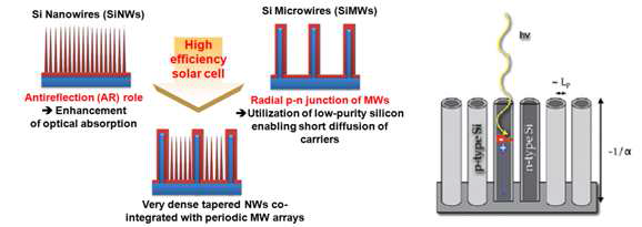 Si NW+MW 및 radial junction 구조