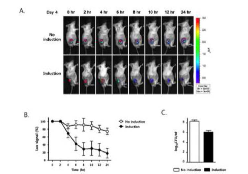 종양모델 내에서 lysis 유전자 발현 후 박테리아 영상 및 박테리아 개수 확인