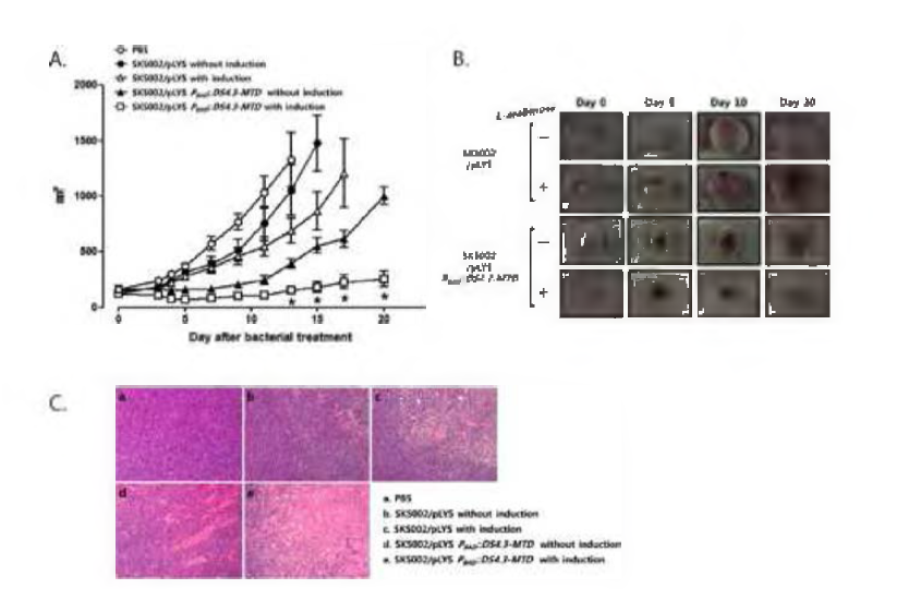 종양모델 내에서 lysis 유전자 발현 후 박테리아의 종양치료능 확인