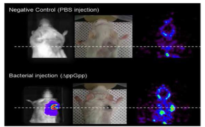 Thymidine kinase 발현 박테리아의 광학영상과 PET 영상