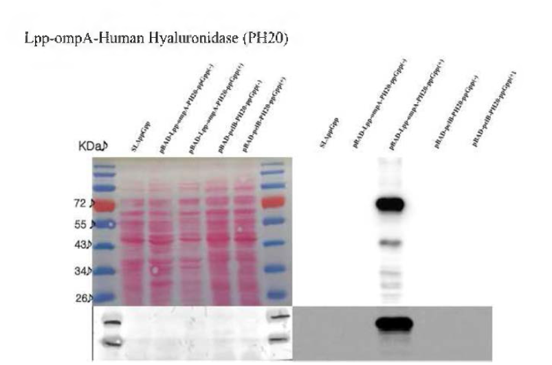 Hyaluronidase 효소 발현 박테리아 구축 및 발현확인