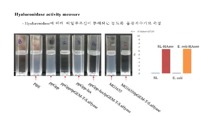 Hyaluronidase 발현 효소 활성 분석