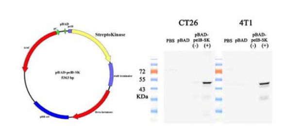 Streptokinase 발현 박테리아 구축 및 효소활성 확인