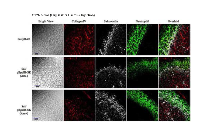 대장암 吾양모델에서의 streptokinase 발현 박테리아 주사 후 세포외기질 변학 관찰