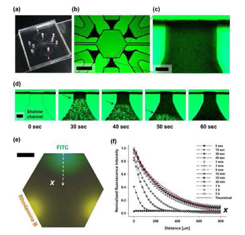 제작된 마이크로 플랫폼의 이미지 및 화학적 구배 형성 실험 결과 (d )60초 이내에 증발에 의해 채널 안에서 나노입자가 결정화되는 모습 (e) 형광신호에 대한 화학적 구배형성 결과 ⑴ 5분 이내에 안정적인 화학적 구배 형성 완성，5시간 이상 지속