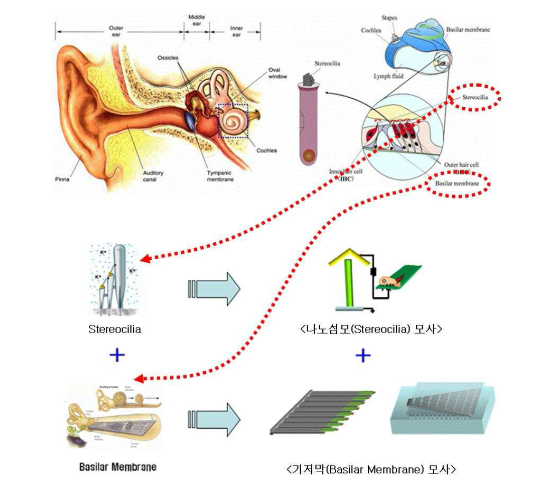 생체 청각기구 모사 인공감각계의 기본 개념
