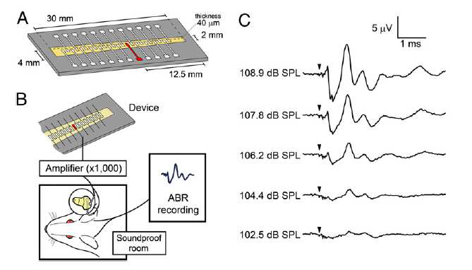 교토대 그룹에서 제작한 인공기저막 센서를 이용한 eABR 측정실험 셋업 및 결과