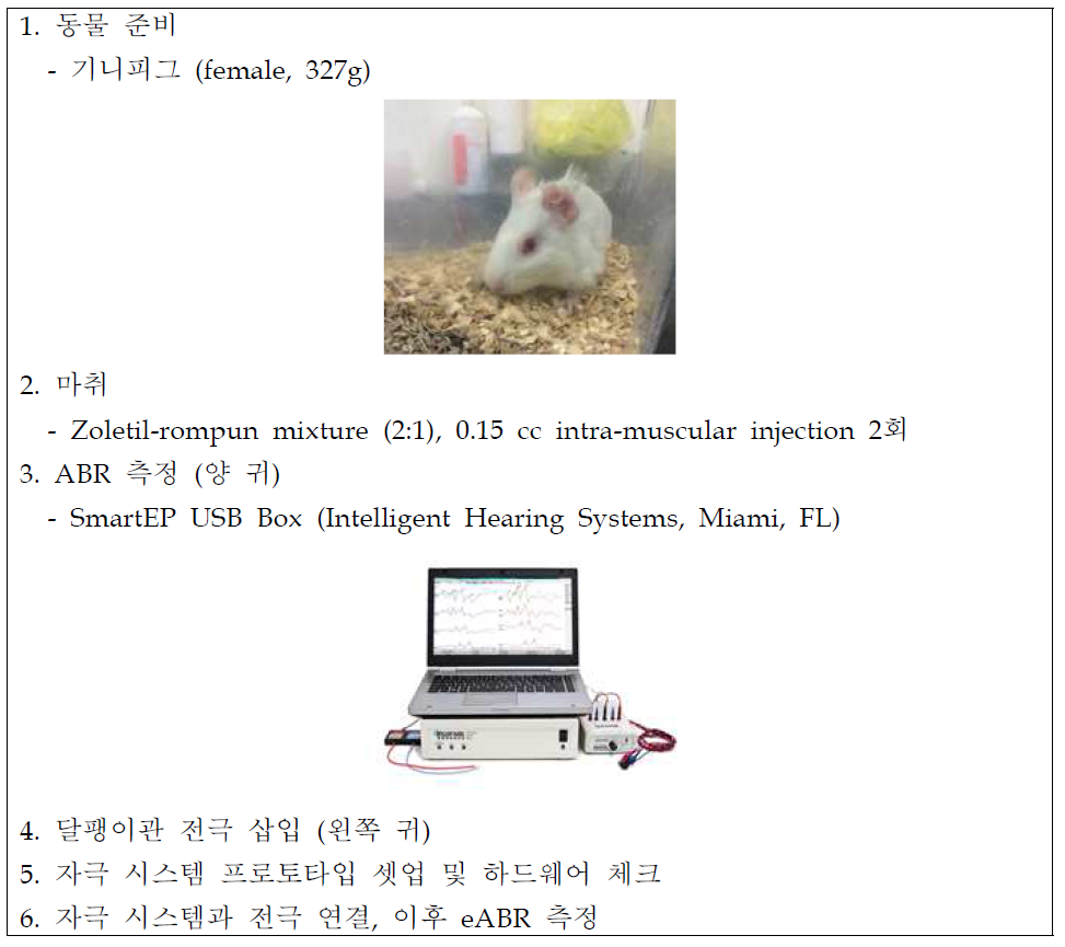 eABR 측정을 위한 실험절차