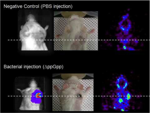 Thymidine kinase 발현 살모넬라의 광학영상과 PET 영상