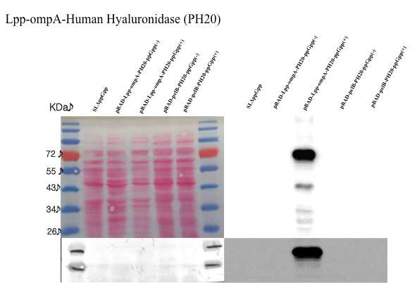 Hyaluronidase 효소 발현 살모넬라 구축 및 발현확인