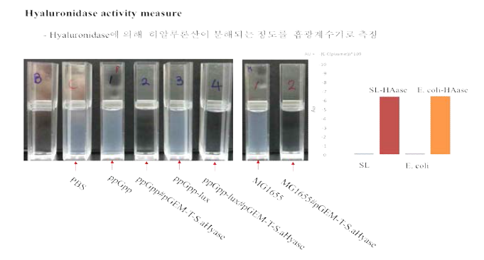 Hyaluronidase 발현 효소 활성 분석