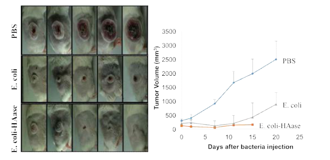 Hyaluronidase 탑재 무독성 살모넬라의 종양억제능 확인