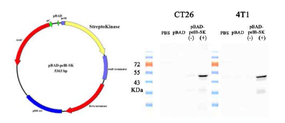 Streptokinase 발현 살모넬라 구축 및 효소활성 확인