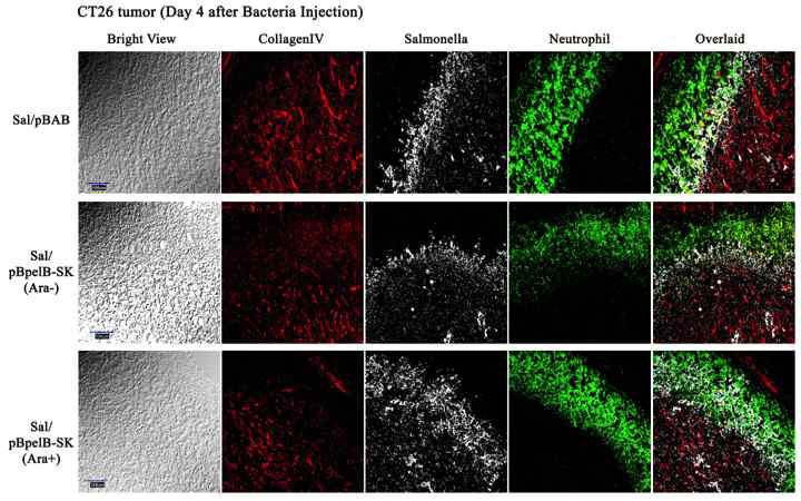 대장암 종양모델에서의 streptokinase 발현 살모넬라 주사 후 세포외기질 변화 관찰