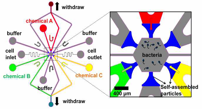Multiple chemical gradients 형성이 가능한 마이크로 플랫폼의 개념도