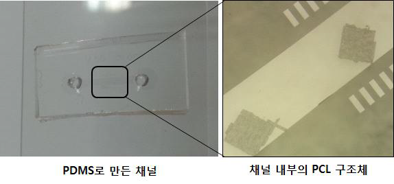 제작된 미세유체 기반 측정 장치 및 채널 내 PCL 구조체 주입 결과