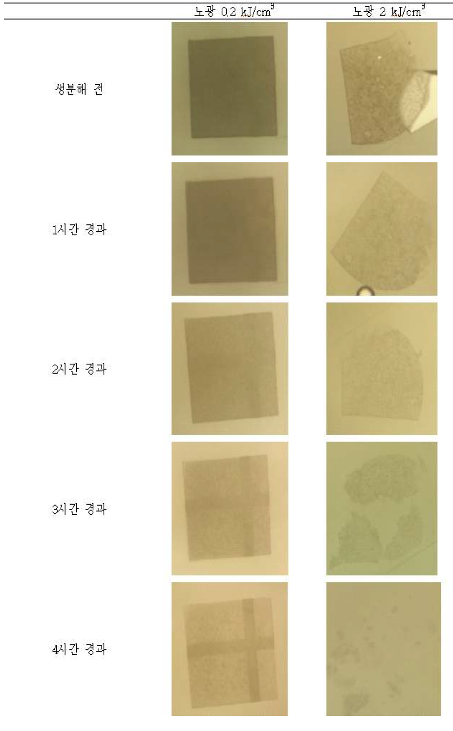 노광량이 0.2 kJ/cm3, 2 kJ/cm3 인 PCL 구조체의 상온 알칼리 용액에서의 생분해 실험 결과