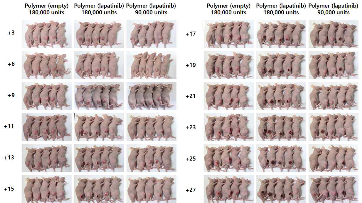 NCI-N87 xenograft 모델에서의 4주간의 모니터링 결과