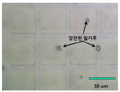 약물대체물질로 밀가루가 장전되어 있는 적층된 PCL 폴리머 필름 노광 결과 사진