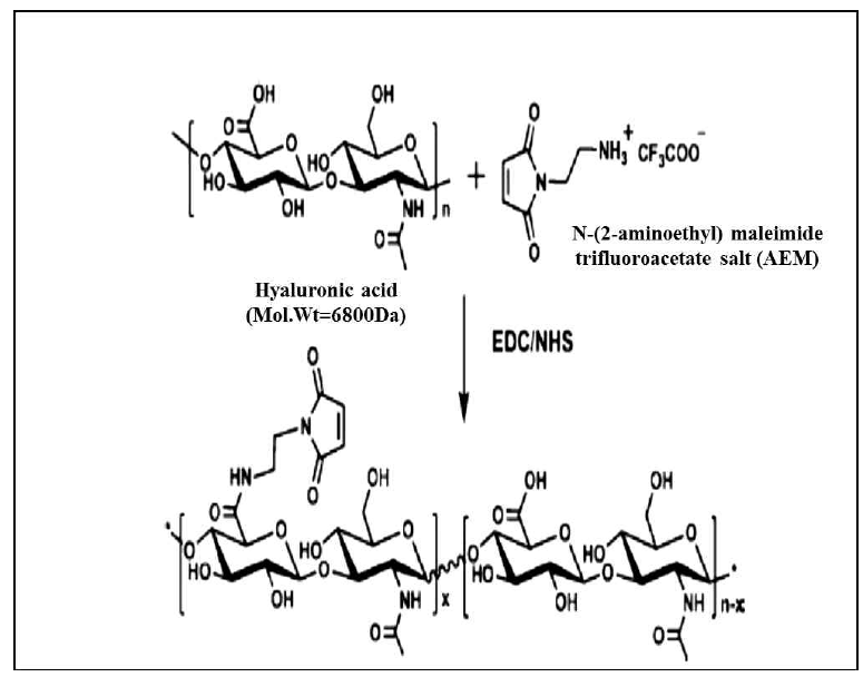 Maleimide 결합 hyaluronic acid 화학 구조 모식도